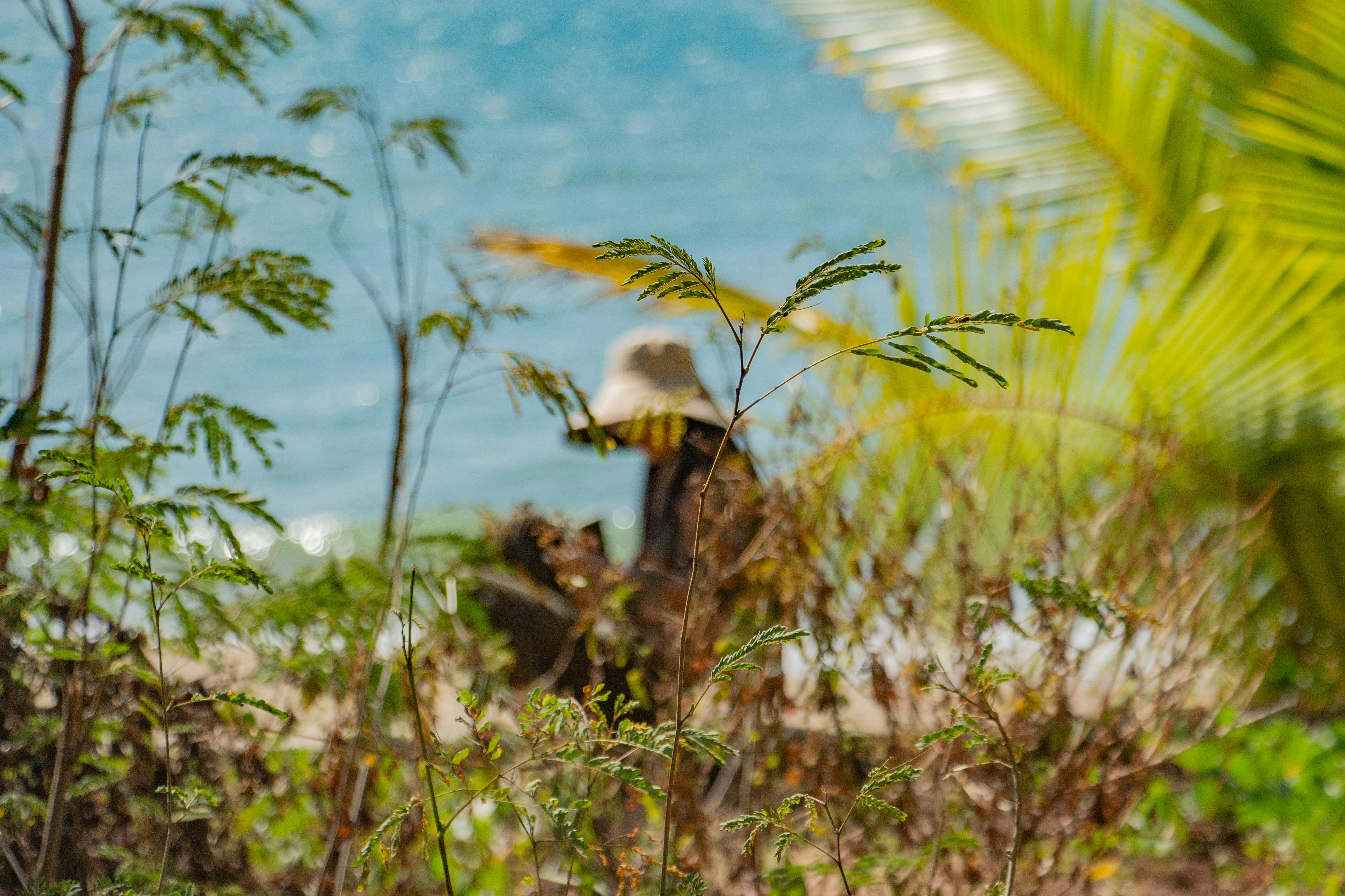 Silhouette of a person in tropical foliage by the ocean, evoking tranquility.