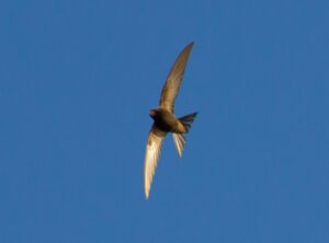 taylor swift sister suzanne