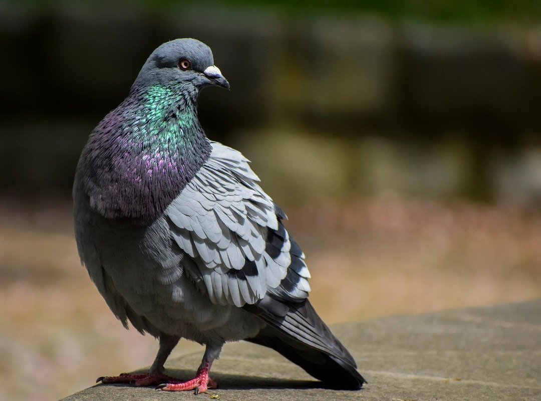 What Sets Gaana.com Apart from Other Music Streaming Platforms